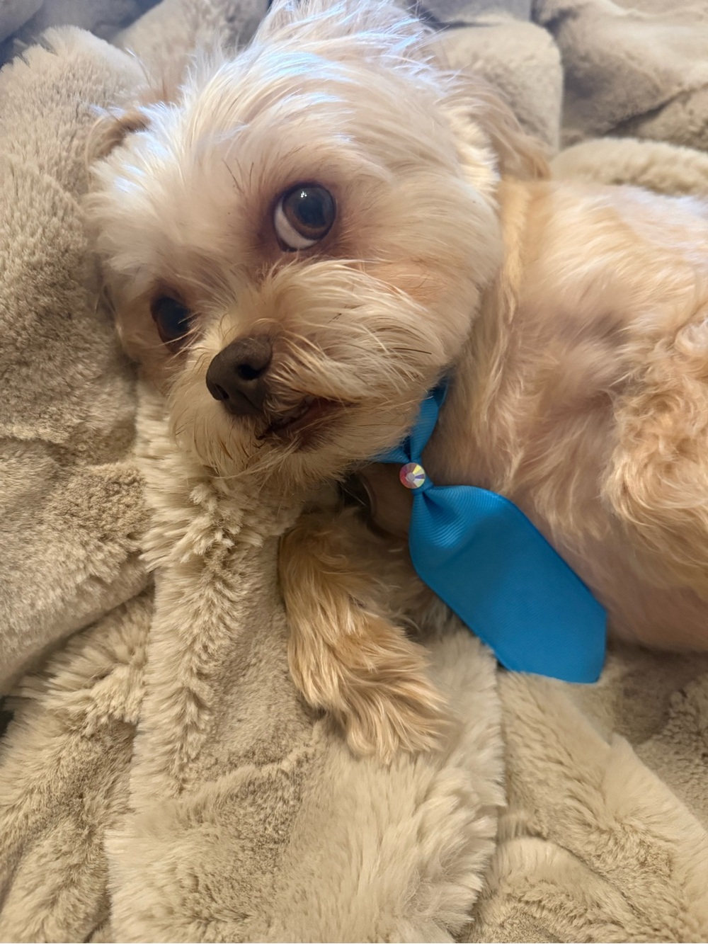Dog (bundle of 8) Hand Crafted Necktie, Bow with Blue and Mini Bows
